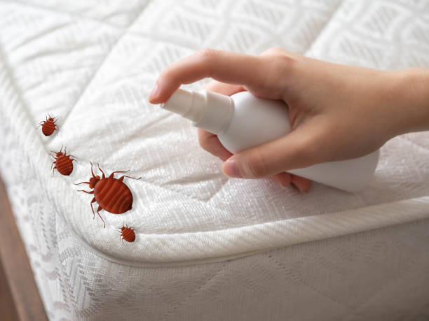 Best Pest Control Near Me in Ramseur, NC
